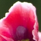 rosa Mohnblatt