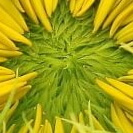 das innere einer Sonnenblume