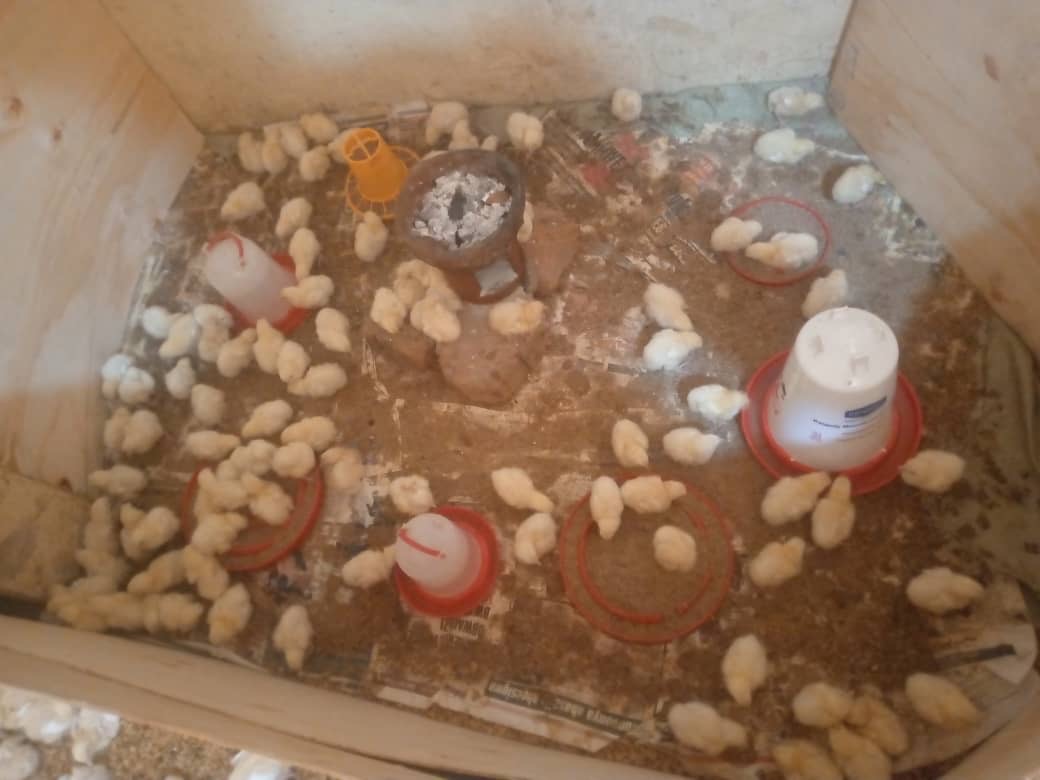 Neue Broiler