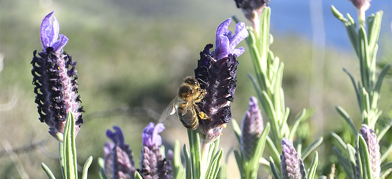 Abeja sobre una lavanda maritima al Cap de Creus (Alt Empordà).