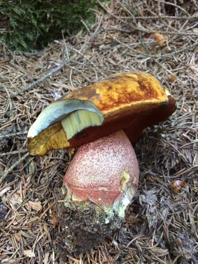 Pilz des Monats Juni: Flockenstieliger Hexenröhrling ...