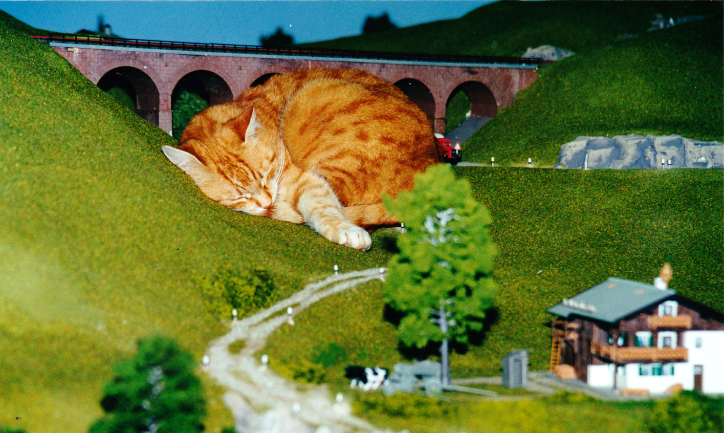 Unsere Katze "Samy" besuchte zu Lebzeiten oft meine MoBa und schlief am liebsten auf meinem Drehstuhl (mit Kissen) oder auf dieser Bergwiese. Bei ihren Erkundungen quetschte sie sich manchmal auch durch 2-gleisige Tunnelportale mit Oberleitung