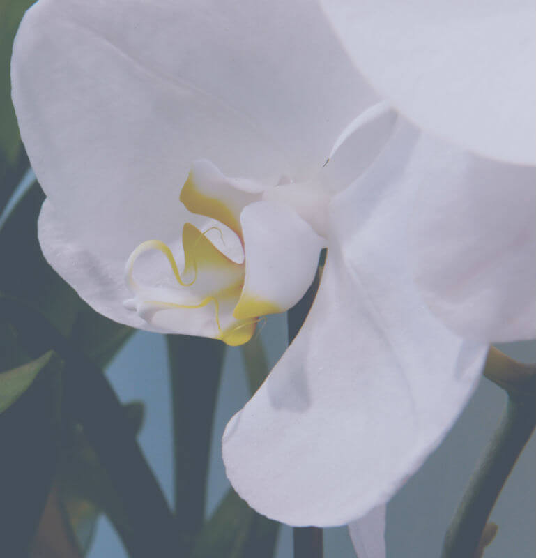 L'astuce pour conserver ses orchidées !