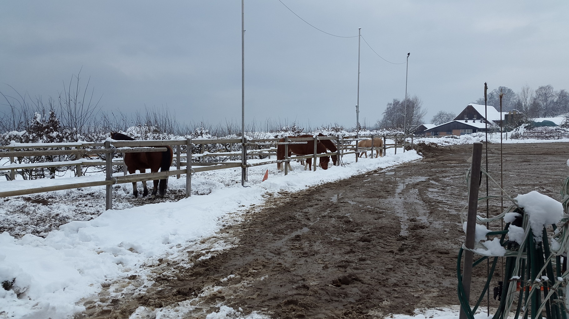 Paddocks reitstallmeiers seite!