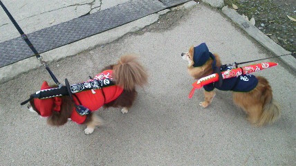 伊賀上野には忍者犬もいます！