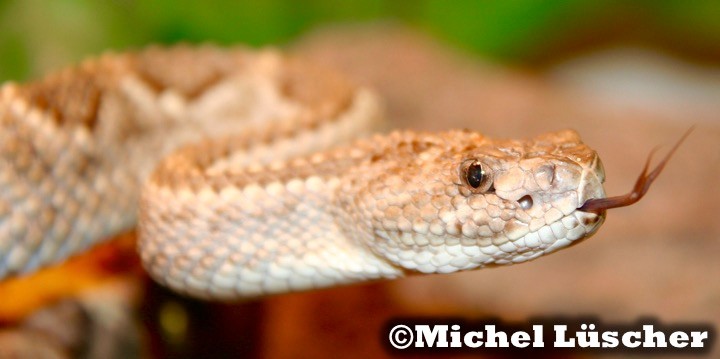 Crotalus durissus unicolor  0.1