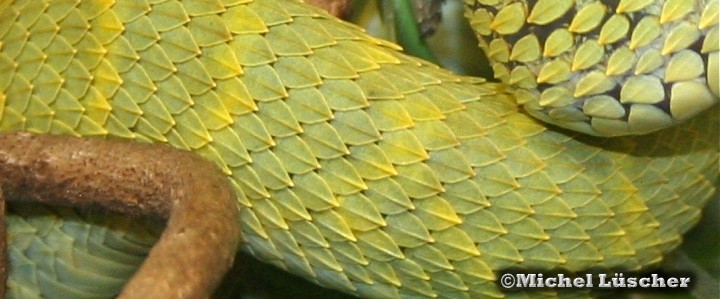 Atheris squamigera