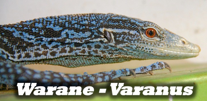 Warane - Varanus