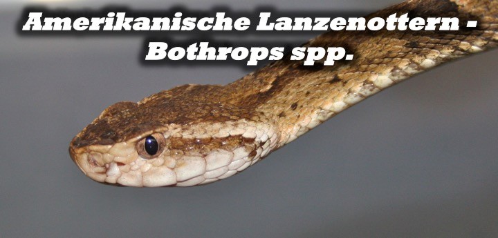 Amerikanische Lanzenottern - Bothrops spp.