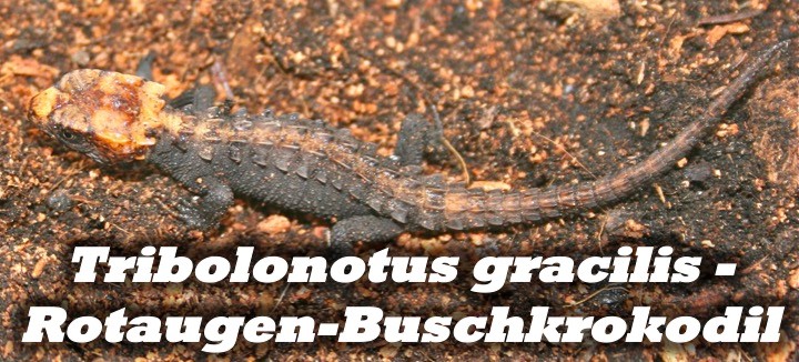 Tribolonotus gracilis - Rotaugen-Buschkrokodil