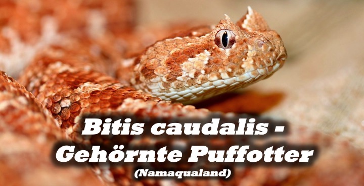 Bitis caudalis - Gehörnte Puffotter (Namaqualand)