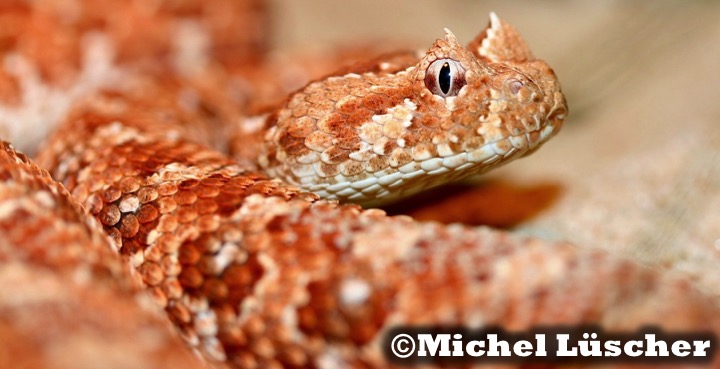 Bitis caudalis Namaqualand
