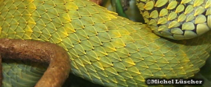 Schuppen Atheris squamigera