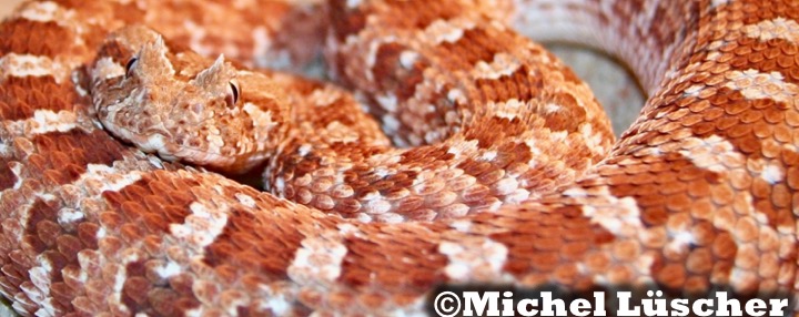 Bitis caudalis Namaqualand