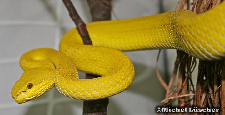 Trimeresurus insularis  0.1