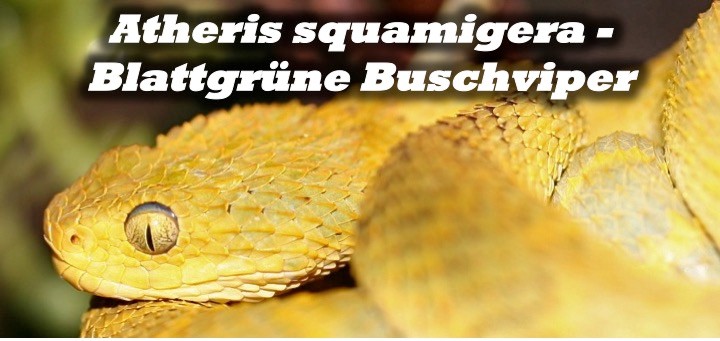 Atheris squamigera - Blattgrüne Buschviper