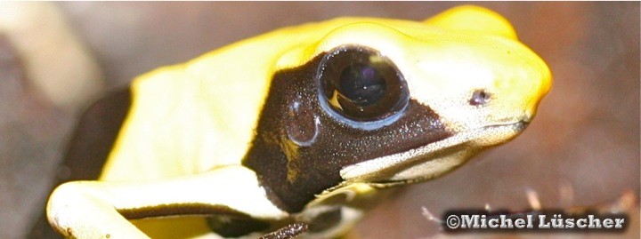 Dendrobates tinctorius