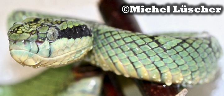 Trimeresurus trigonocephalus  0.1