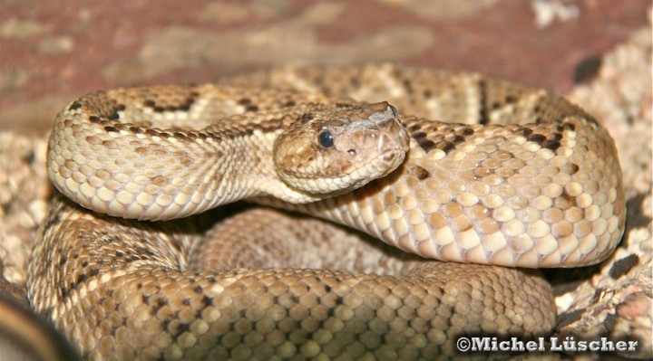 Crotalus durissus unicolor  0.1