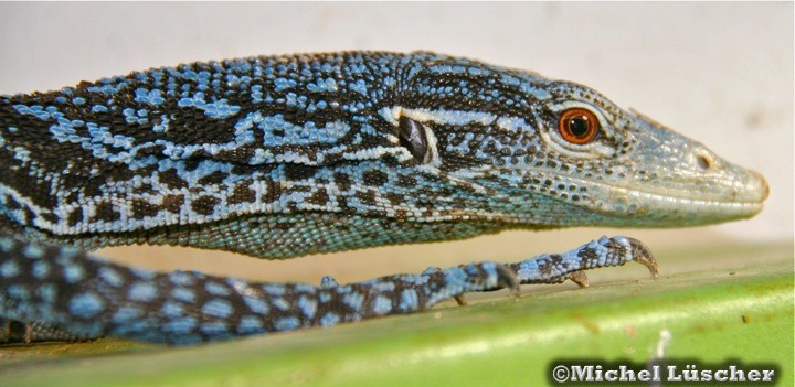 Varanus macraei