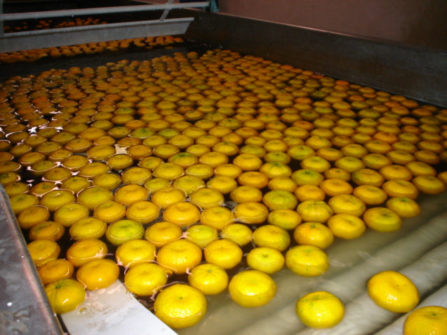 I frutti vengono puliti delicatamente con acqua per rimuovere le impurità naturali del campo, preservando l'integrità della buccia sottile e profumata.