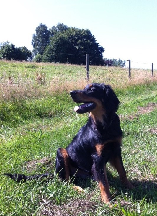 05.08.2013; Baki hätte nichts dagen, wenn bald der Herbst käme