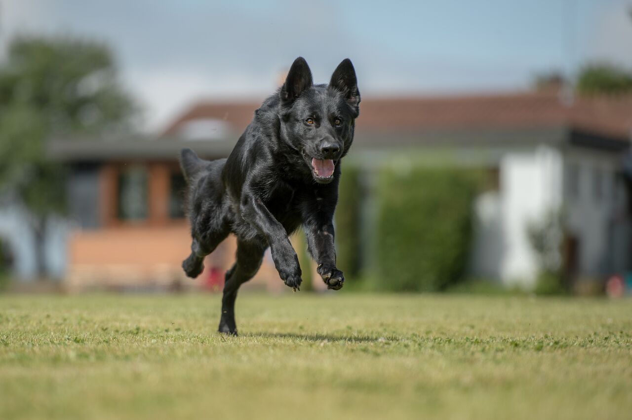 Cassai vom Kerberos