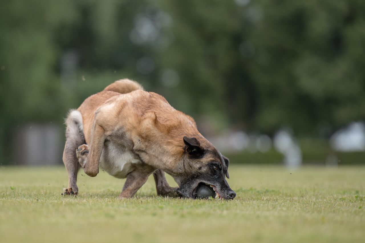 Diva v.d. Räuberwegen