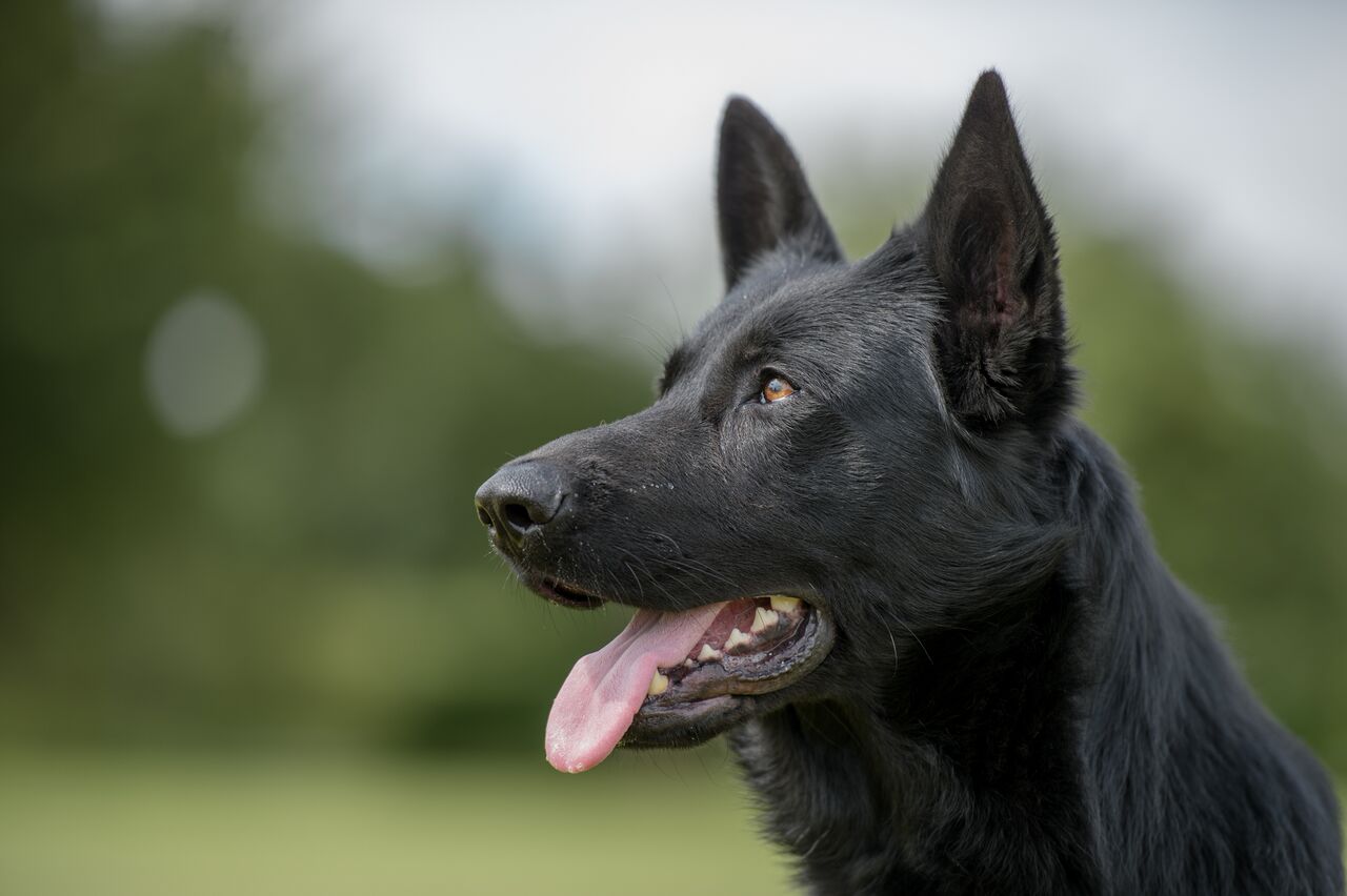 Cassai vom Kerberos