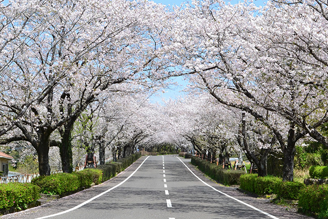 ✿さくらフェスタ高城 - withplus-miyazaki