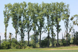 es war einmal die schönste und höchste Pappelallee in Helmlingen