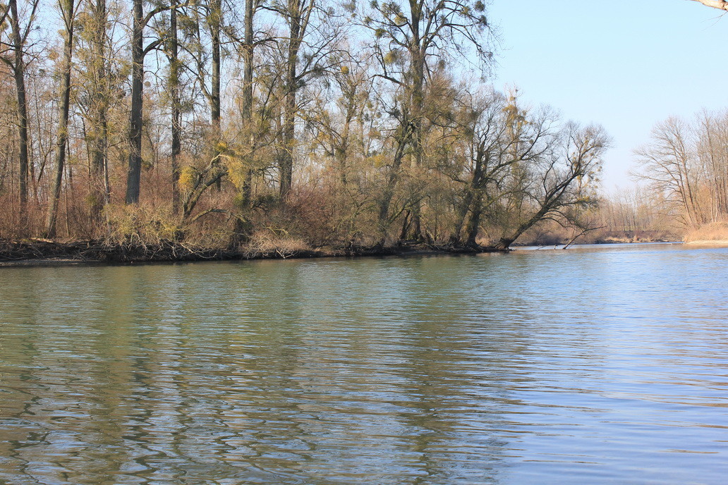 Kälberwörth - Wald und Kehle hinten - Fischfanggebiet von Degger Louis -