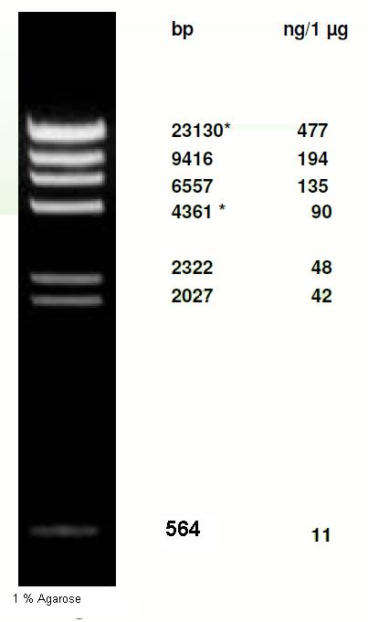 Phage Lamda DNA HindIII Digest GeneON BioScience