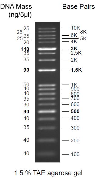 DNA Leiter -wide range-