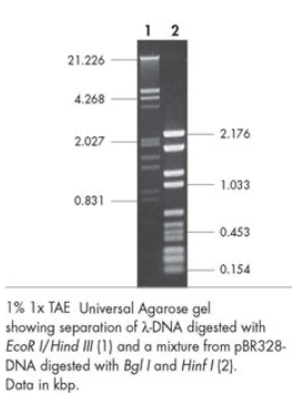 Agarose for Gelelectroporesis