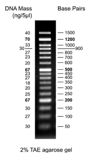 DNA Leiter, DNA ladder 50 bp ready-to-use