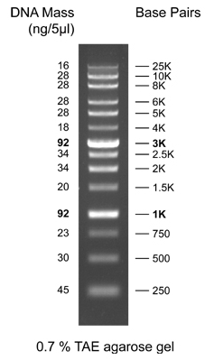 DNA Gröüen Marker und Standard, DNA leiter XXL