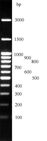 DNA Leiter, Größenmarker Rainbow mit 100-1500-3000 bp (Basenpaare)