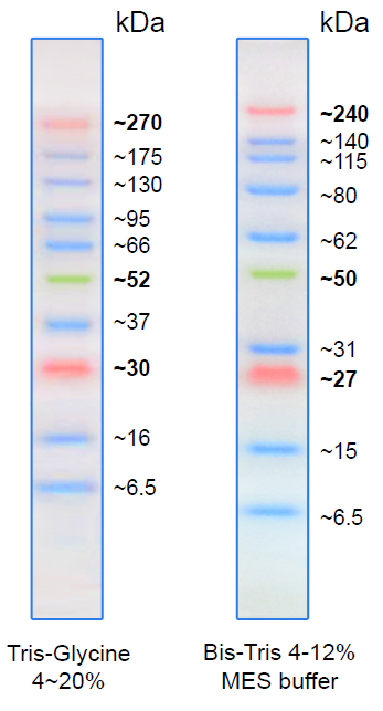Informations Protein Marker / Protein ladder.