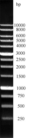 DNA leiter von GeneON 1000bp, 1 kb Größenmarker