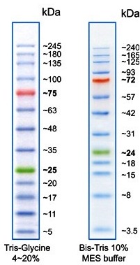 Protein marker / protein ladder PS13 from GeneON