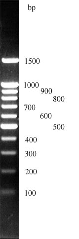 DNA ladder und DNA Leiter, GrößenMaker 100 bp plus