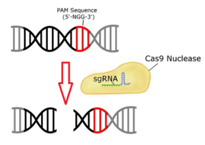 Cas 9 Nuclease - CRISPR gene editing