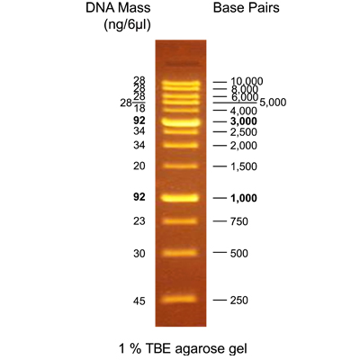 GeneON: DNA Größenmarker