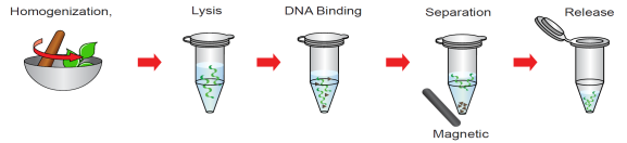 Magnetic bead genomic DNA isolation kit 