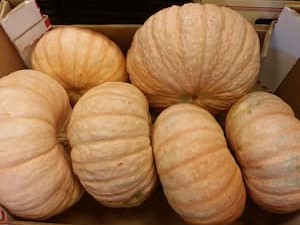 Calabazas