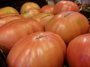 Tomates