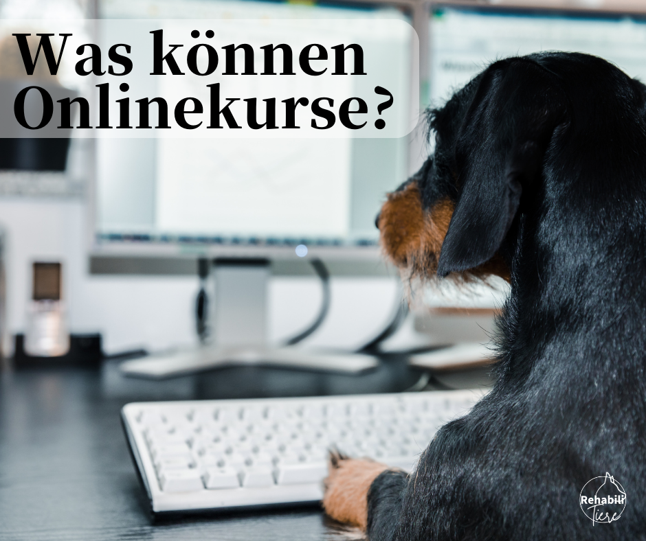 Können Online-Kurse Hundetraining ersetzen?