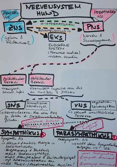 Das Nervensystem Des Hundes Hundetraining Einzelstunden