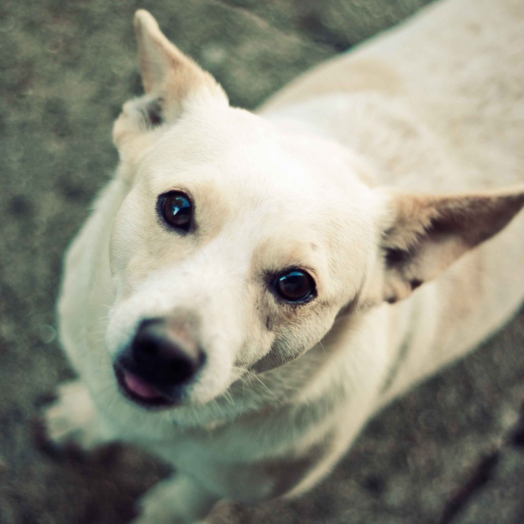 Kann Sich Mein Hund Bei Mir Anstecken Hundeschule Frankfurt